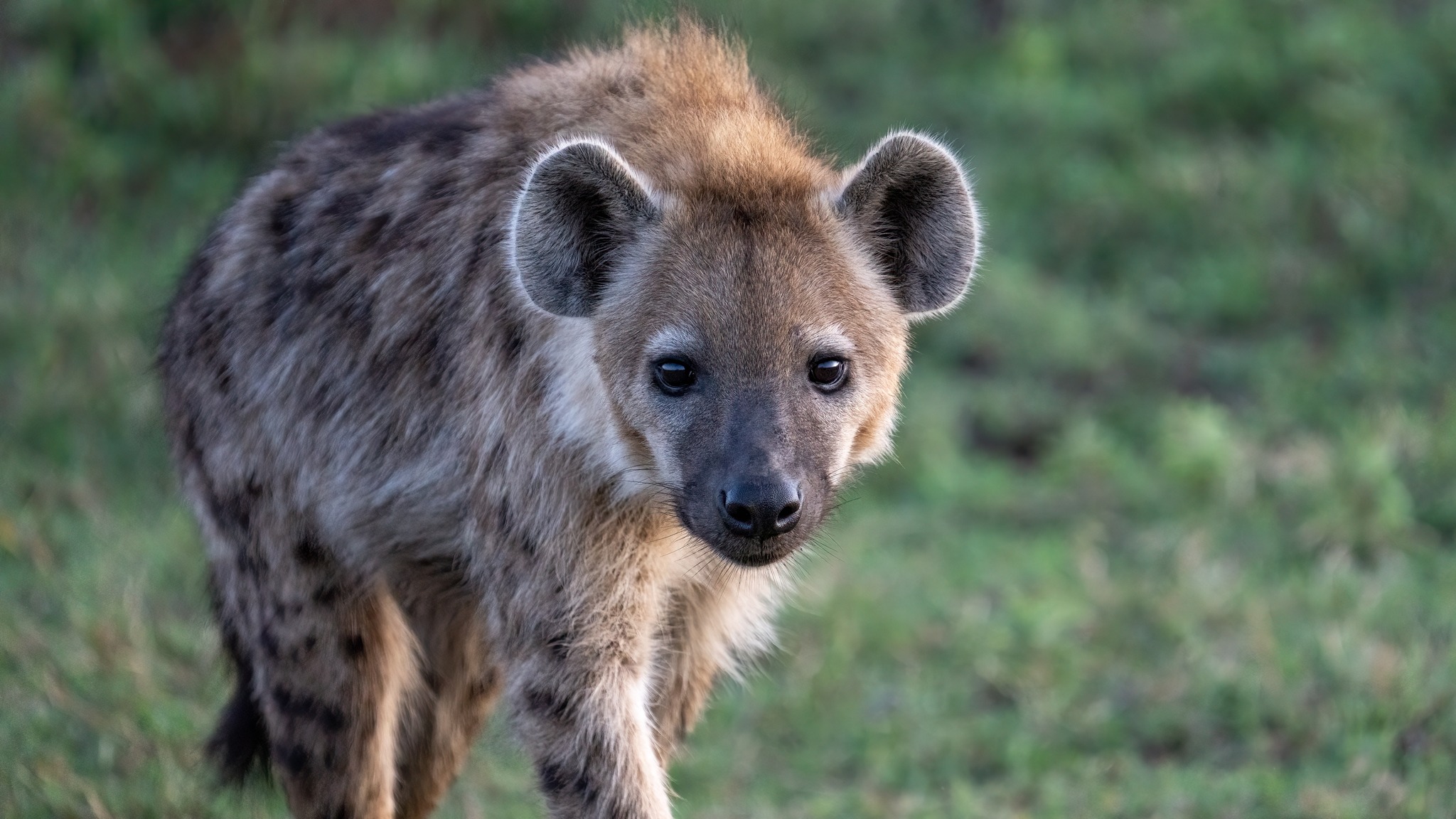 Lonely hyena walking